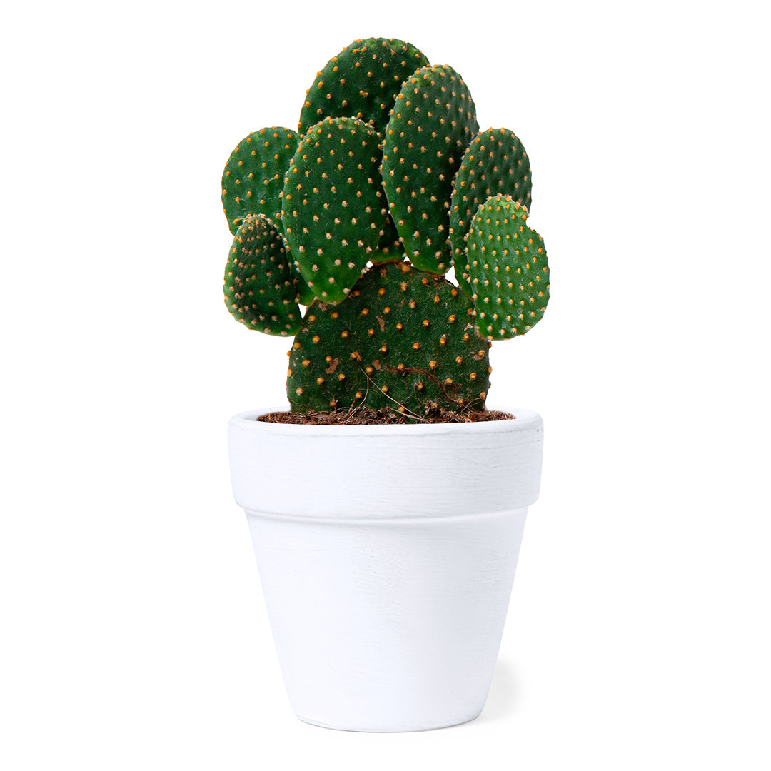 Blumentopf
